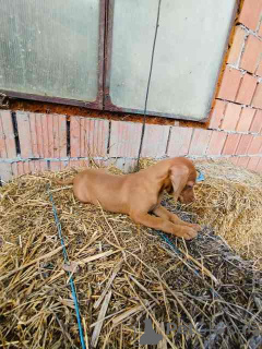 Photo №2 to announcement № 154660 for the sale of vizsla - buy in Serbia 