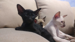 Photo №1. oriental shorthair - for sale in the city of Riga | 450$ | Announcement № 4756