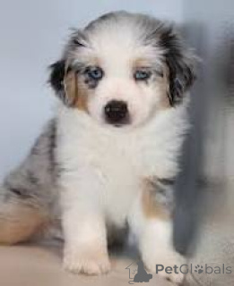 Photo №4. I will sell australian shepherd in the city of Rotterdam. private announcement, breeder - price - 723$
