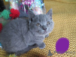 Photo №4. I will sell scottish fold in the city of Стамбул.  - price - Is free
