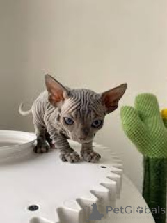Photo №2 to announcement № 165920 for the sale of sphynx-katze - buy in France private announcement, breeder