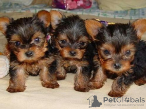 Photo №1. yorkshire terrier - for sale in the city of Дублин | negotiated | Announcement № 92908