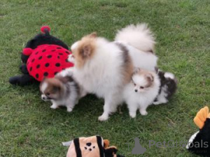 Photo №2 to announcement № 167107 for the sale of pomeranian - buy in Philippines 