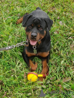 Additional photos: Rottweiler Kiprey is ready for your offers of permanent residence!