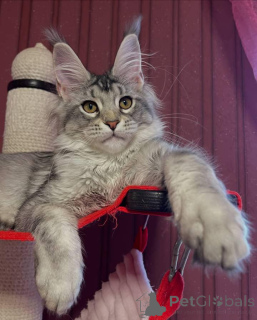 Photo №2 to announcement № 160663 for the sale of maine coon - buy in United Kingdom breeder