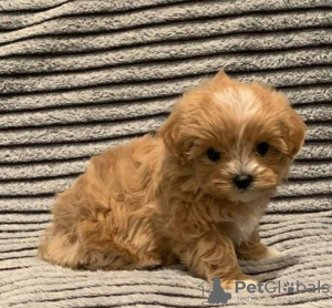 Photo №1. maltese dog - for sale in the city of Brentford | 350$ | Announcement № 125485