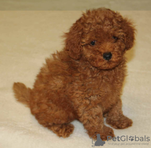 Photo №1. poodle (toy) - for sale in the city of Torun | 2214$ | Announcement № 19388