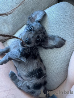 Photo №1. dachshund - for sale in the city of Leverkusen | negotiated | Announcement № 144306