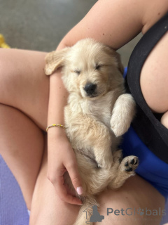 Photo №2 to announcement № 174975 for the sale of golden retriever - buy in Germany private announcement