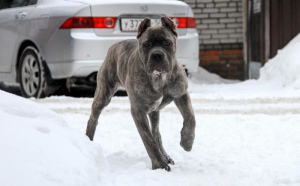 Photo №1. cane corso - for sale in the city of Moscow | 483$ | Announcement № 1109