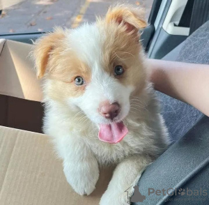 Photo №1. border collie - for sale in the city of Rome | 423$ | Announcement № 124092