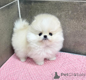Photo №3. Weiße Pomeranian-Welpen jetzt verfügbar. Germany