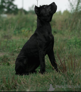 Photo №4. I will sell cane corso in the city of Kaliningrad. private announcement - price - 946$