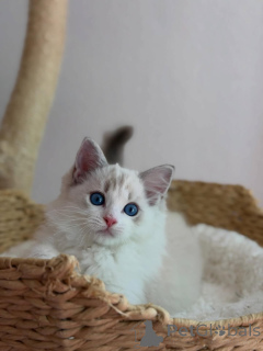 Photo №1. ragdoll - for sale in the city of ALAVUS | 568$ | Announcement № 169100