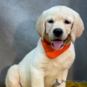 Photo №3. Eli Labrador Retriever Male 12 Weeks Old Ready to Go Home. Germany