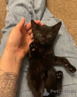 Photo №2 to announcement № 172714 for the sale of bombay cat - buy in Belgium private announcement, breeder
