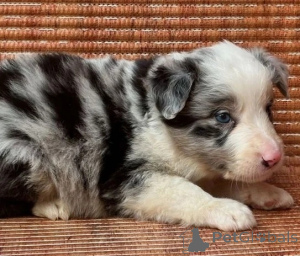Photo №3. Welsh Pembroke Corgis.. Austria