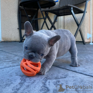 Photo №1. french bulldog - for sale in the city of Helsinki | negotiated | Announcement № 70018