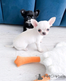 Photo №1. chihuahua - for sale in the city of Helsinki | 423$ | Announcement № 118414