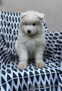 Additional photos: Samoyed puppies for sale