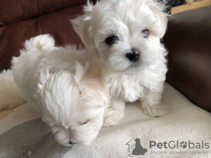 Photo №1. maltese dog - for sale in the city of Gdańsk | 133$ | Announcement № 9023
