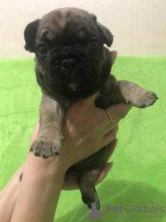 Photo №1. french bulldog - for sale in the city of Kiev | 359$ | Announcement № 9214