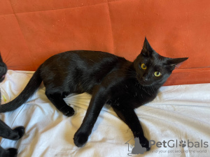 Additional photos: Gorgeous black Bagheera in the kindest hands!