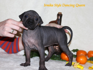 Additional photos: Xoloitzcuintle puppy (standard size) Show perspective