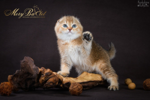 Photo №1. scottish fold - for sale in the city of Ryazan | 410$ | Announcement № 3673