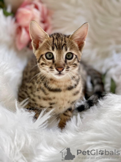 Photo №1. bengal cat - for sale in the city of Washington | 300$ | Announcement № 50790