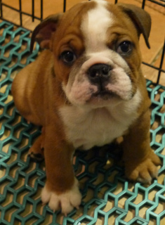 Photo №2 to announcement № 3829 for the sale of english bulldog - buy in Belarus from nursery