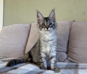 Photo №2 to announcement № 155697 for the sale of maine coon - buy in Italy private announcement