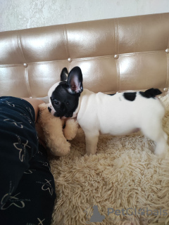 Photo №1. french bulldog - for sale in the city of Дрезден | 350$ | Announcement № 117900