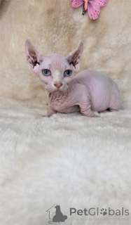 Photo №1. dwelf - for sale in the city of Finstervalde | 361$ | Announcement № 154208