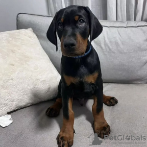 Photo №1. dobermann - for sale in the city of Гамбург | 528$ | Announcement № 98335