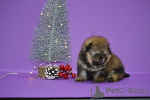 Photo №1. pomeranian - for sale in the city of Москва | negotiated | Announcement № 17572