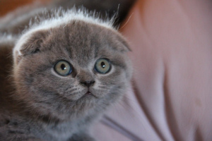 Photo №3. scottish fold kittens. Russian Federation