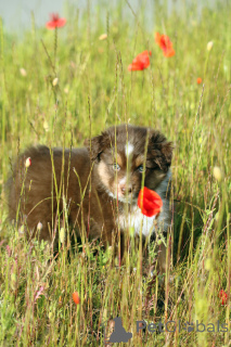 Photo №2 to announcement № 143099 for the sale of miniature american shepherd (aussie) - buy in Poland private announcement, breeder
