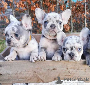 Photo №1. french bulldog - for sale in the city of San Francisco | 320$ | Announcement № 42510