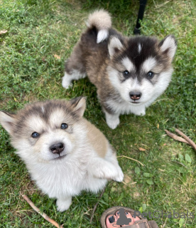 Photo №1. alaskan malamute - for sale in the city of Валенсия | 800$ | Announcement № 111730