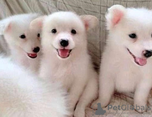 Photo №1. non-pedigree dogs - for sale in the city of Berlin | 370$ | Announcement № 116800