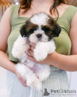 Photo №2 to announcement № 124946 for the sale of shih tzu - buy in Germany private announcement