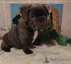 Photo №2 to announcement № 161029 for the sale of french bulldog - buy in Belarus private announcement