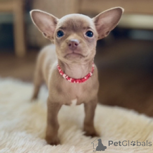 Photo №3. Meet Isabela Exquisite Female Chihuahua Puppy Ready for Her Forever Home. Germany