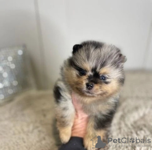 Photo №1. pomeranian - for sale in the city of Erfurt | 94$ | Announcement № 129422