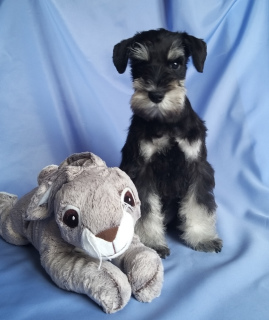 Photo №2 to announcement № 5570 for the sale of schnauzer - buy in Belarus from nursery