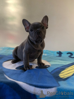 Photo №2 to announcement № 118110 for the sale of french bulldog - buy in Germany private announcement, breeder