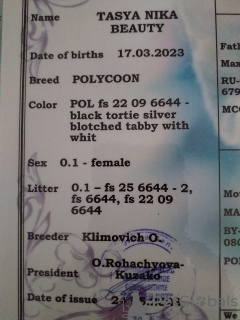 Photo №2 to announcement № 54419 for the sale of maine coon - buy in Belarus private announcement, from nursery, breeder
