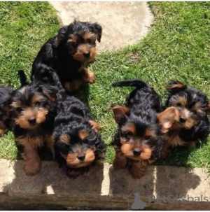 Photo №2 to announcement № 137674 for the sale of yorkshire terrier - buy in Germany breeder