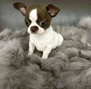 Photo №1. chihuahua - for sale in the city of Cologne | Is free | Announcement № 160170